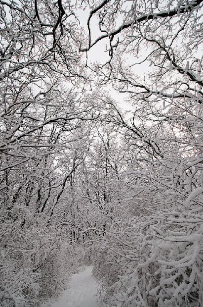 Winter Wooded Scene