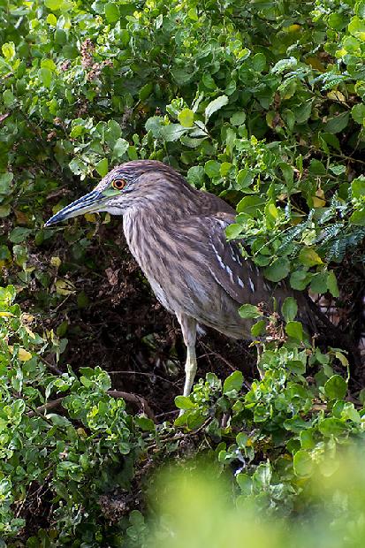 Black Crowned Night Heron