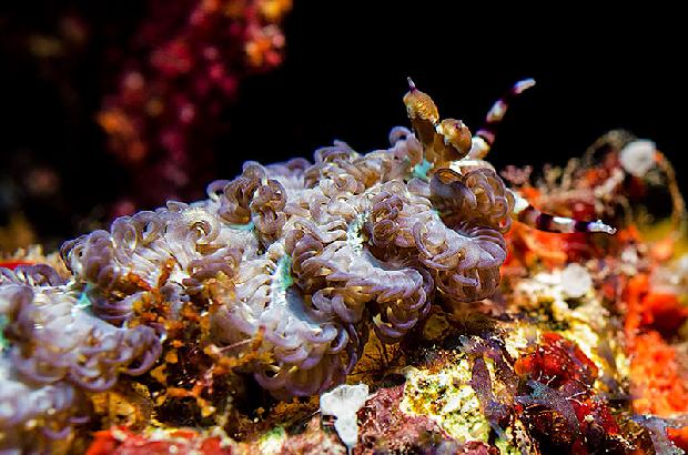 Blue Dragon Nudibranch