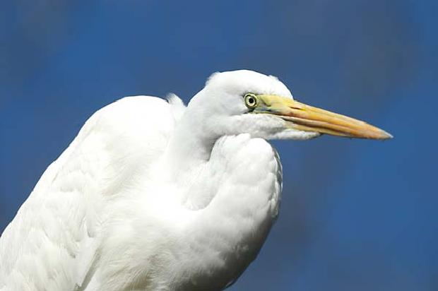 Great White Heron