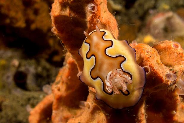Nudibranch