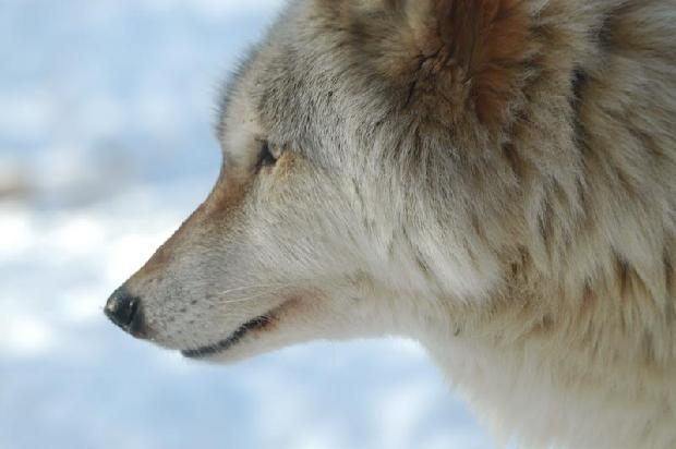 Timber Wolf