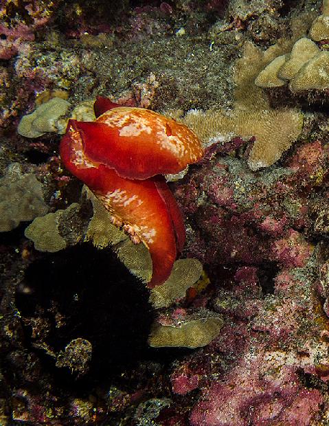 Spanish Dancer Nudibranch