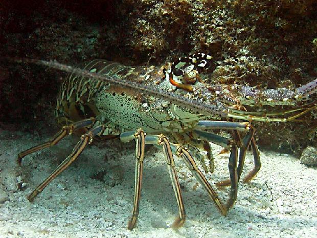 Lobster