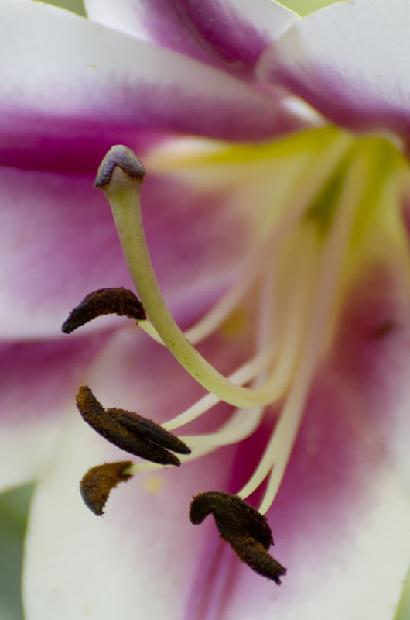 Asiatic Lily