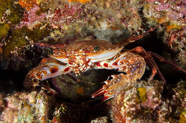 Crab