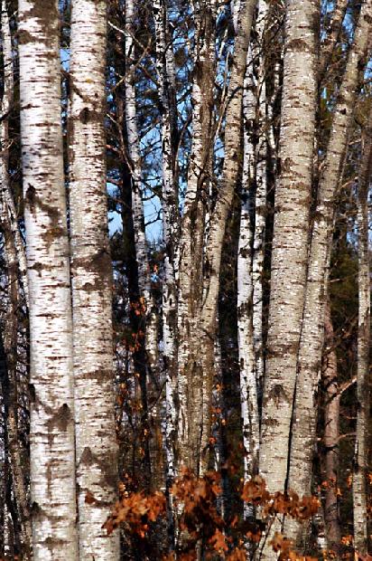 Birch Trees