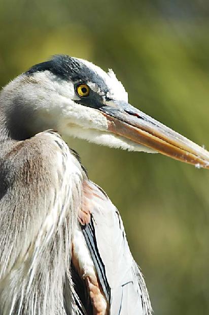 Great Blue Heron