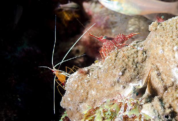 Hingebeak Shrimp
