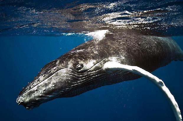 Atlantic Humpback Whale