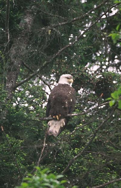 Bald Eagle