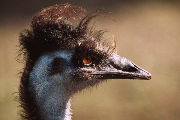Emu