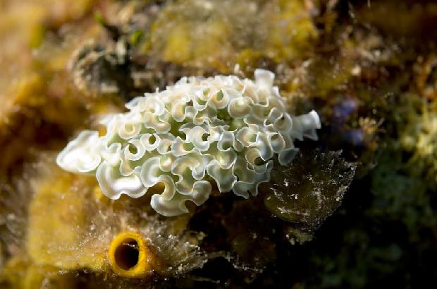 Lettuce Nudibranch
