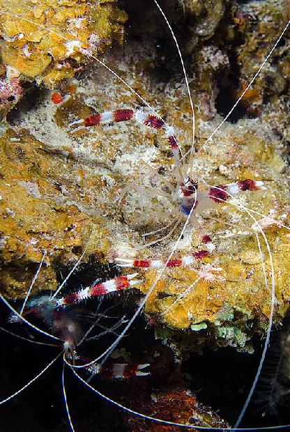 Banded Coral Shirmp