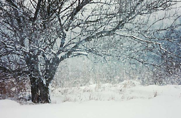Snow Scene