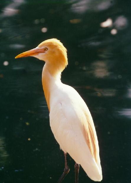 Cattle Egret