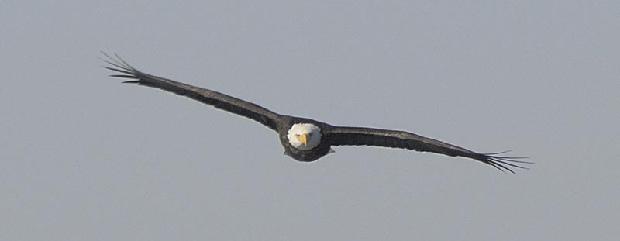 Bald Eagle