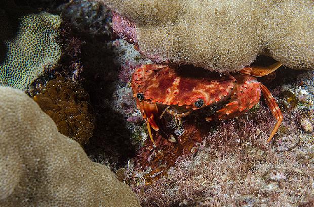 Red Swimming Crab