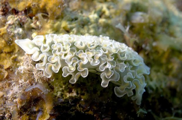 Lettuce Nudibranch