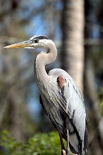 Great Blue Heron