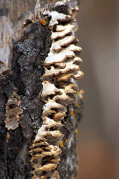 Lichen on Tree