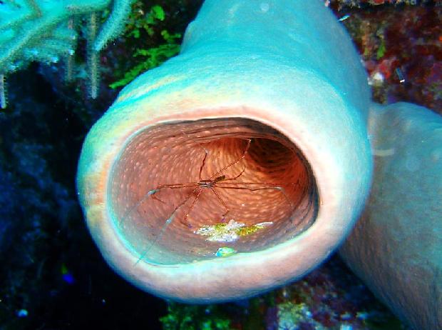 Arrow Crab in Tube Sponge