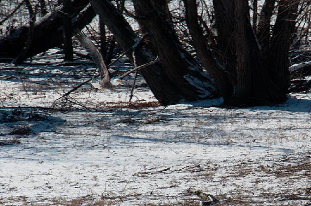 Bald Eagle