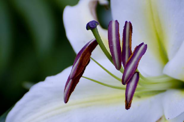 Asiatic Lily