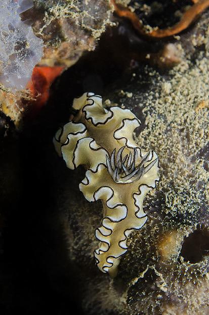 Black Margined Glossodoris Nudibranch