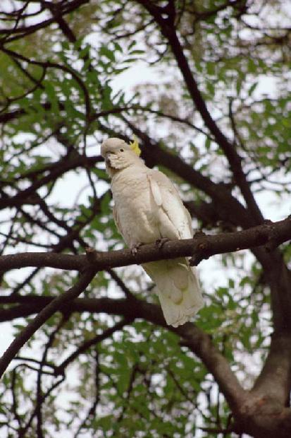 Sulphur-Crested Cockatoo