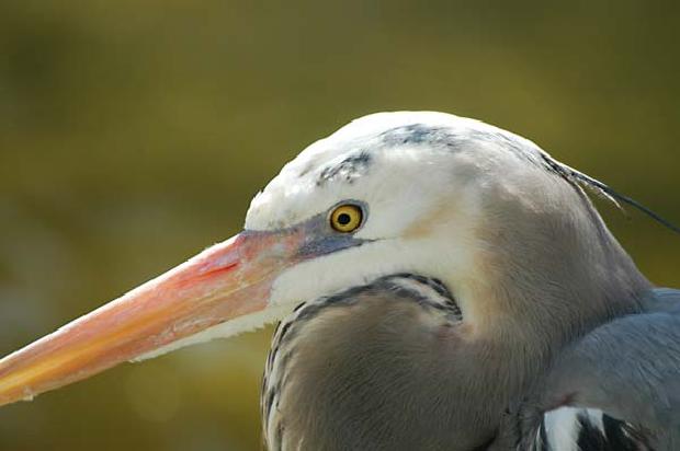 Great Blue Heron