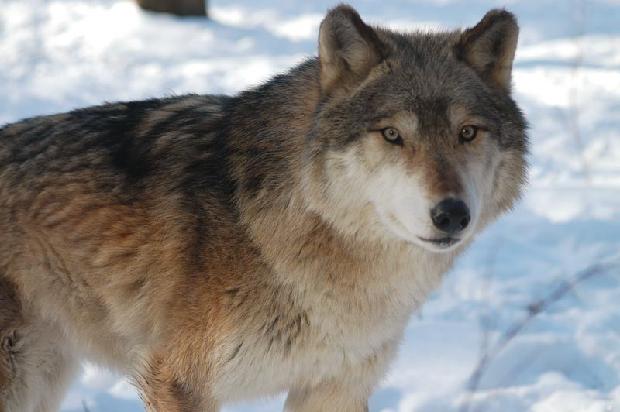 Timber Wolf