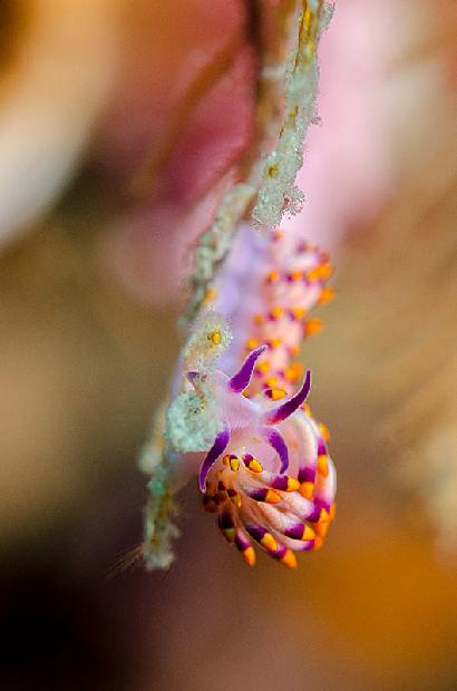 Flabellina Nudibranch