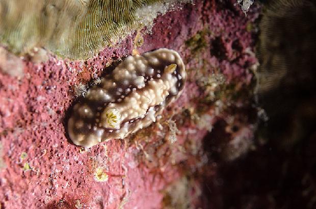 Nudibranch