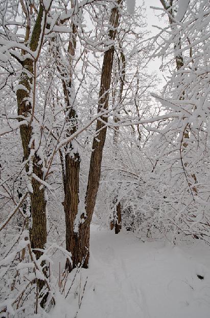 Winter Wooded Scene