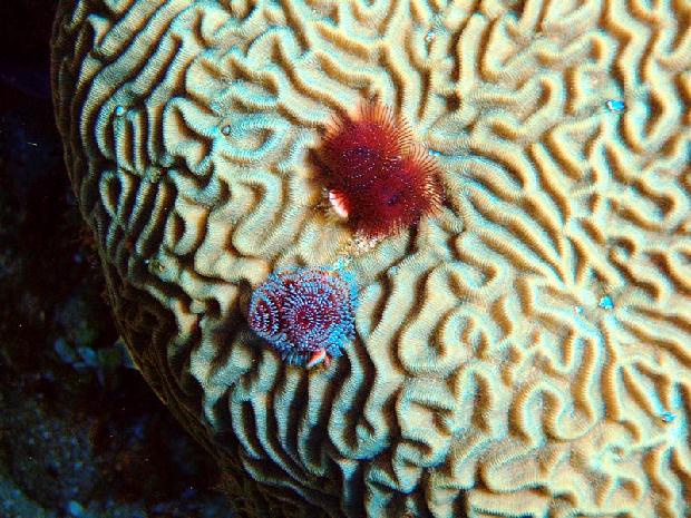 Christmas Tree Worms