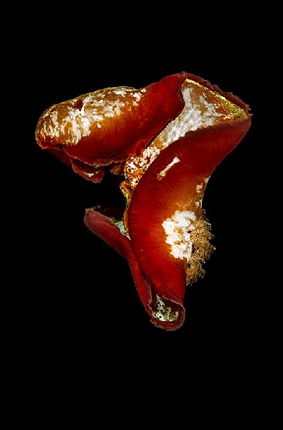 Spanish Dancer Nudibranch