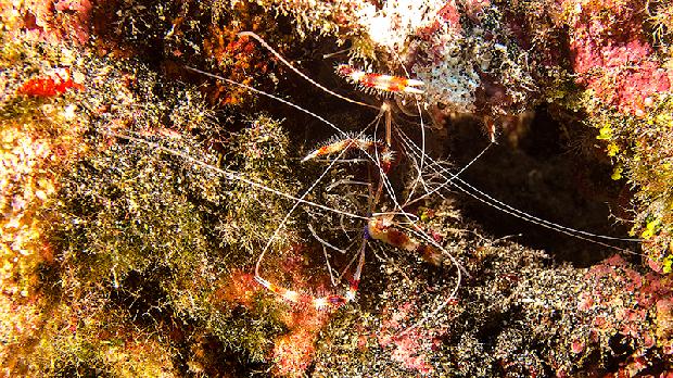 Banded Coral Shirmp