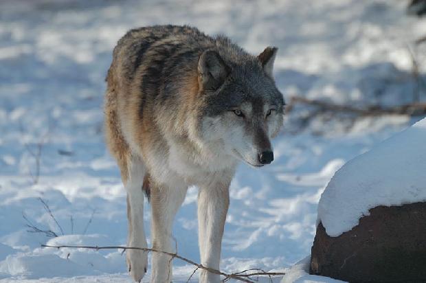 Timber Wolf