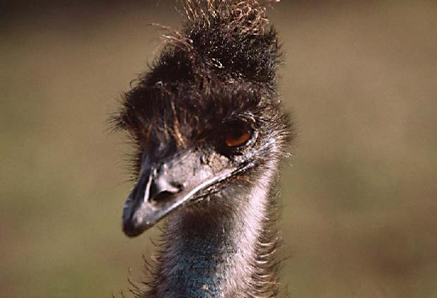 Emu