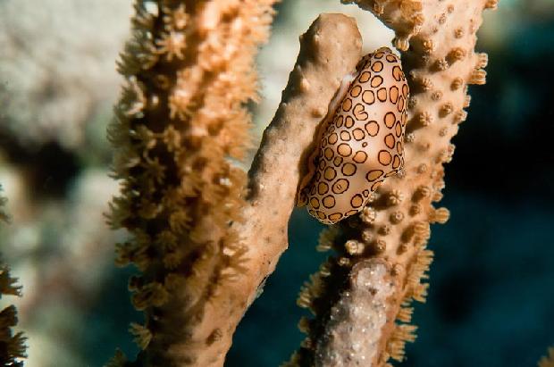Flamingo Tongue