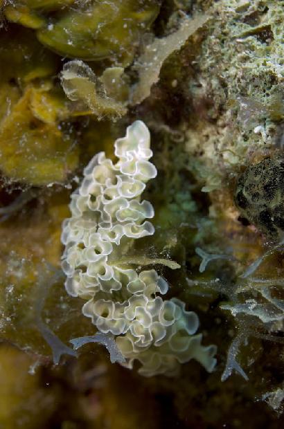 Lettuce Nudibranch