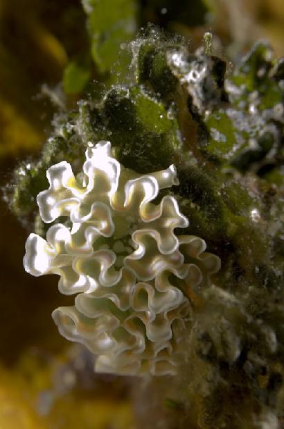 Lettuce Nudibranch