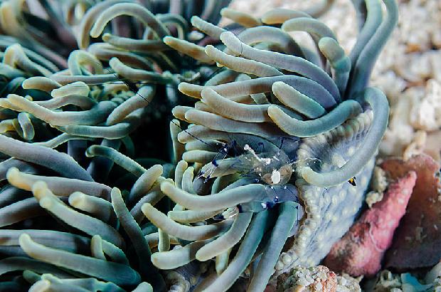 Commensal Shrimp