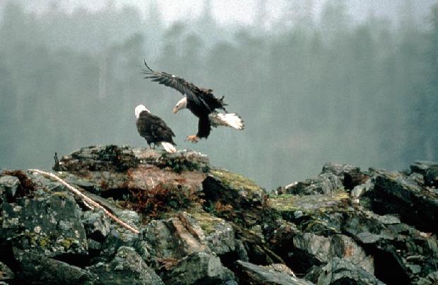 Bald Eagles