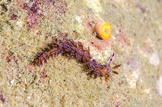 Blue Dragon Nudibranch