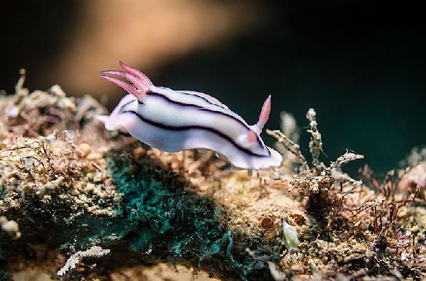 Loch's Chromodoris Nudibranch