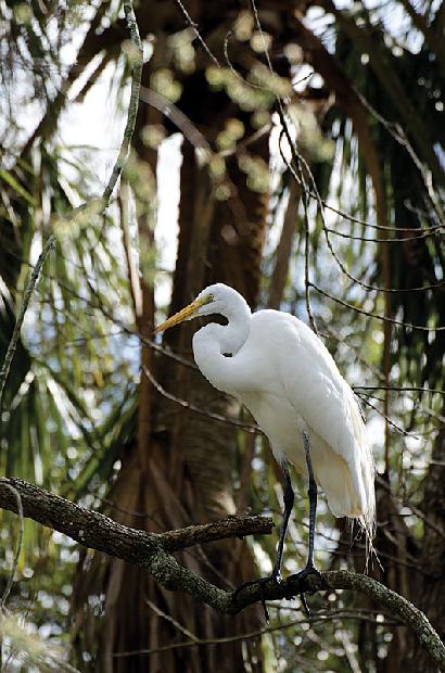 Great White Heron