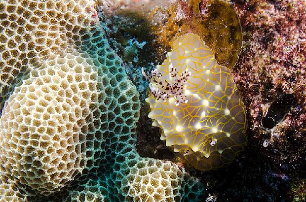Golden Lace Nudibranch