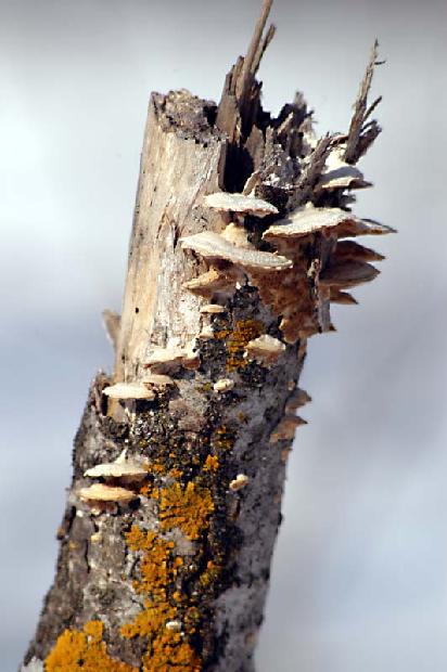 Lichen on Tree